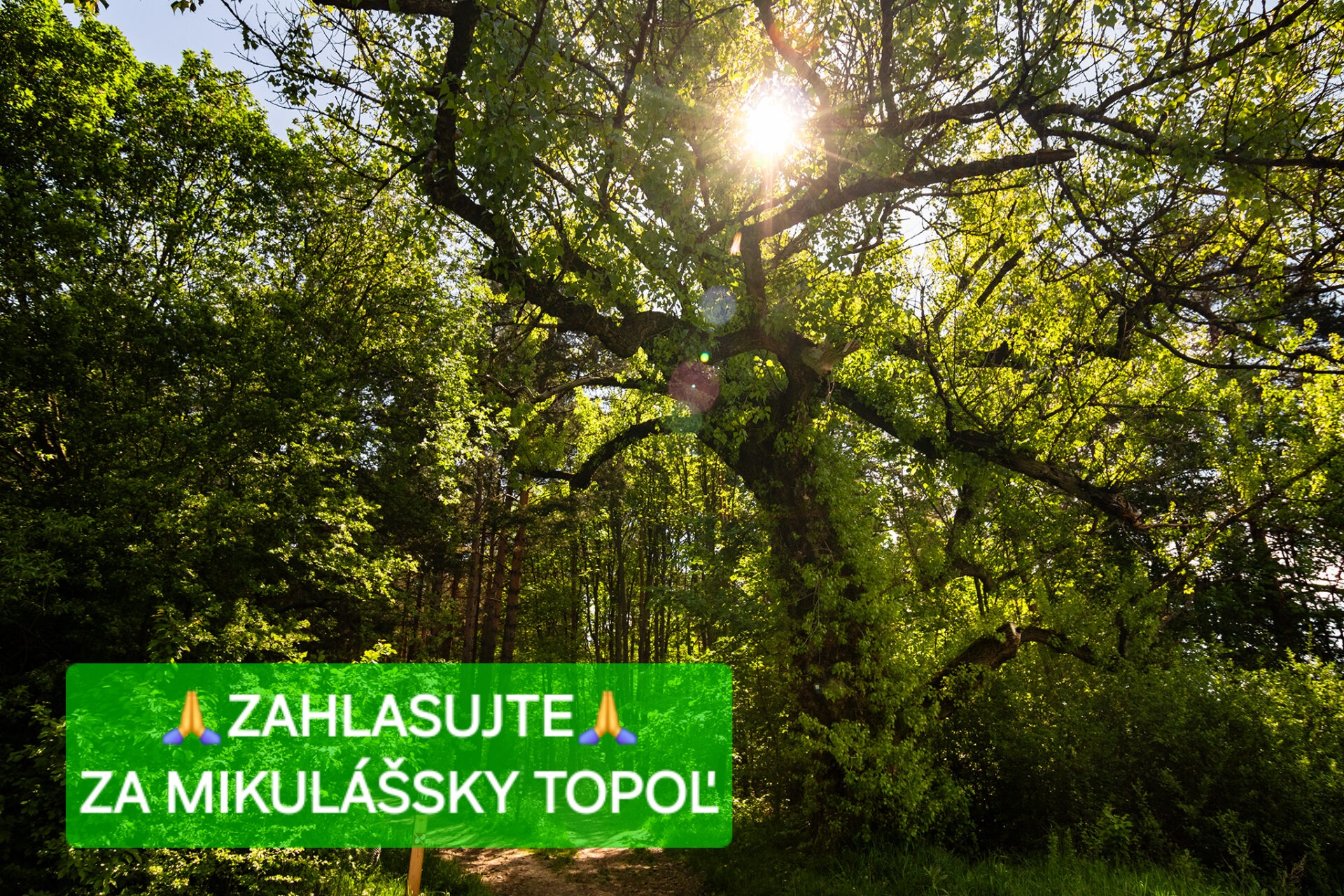 Náš topoľ môže byť Strom roka 2024