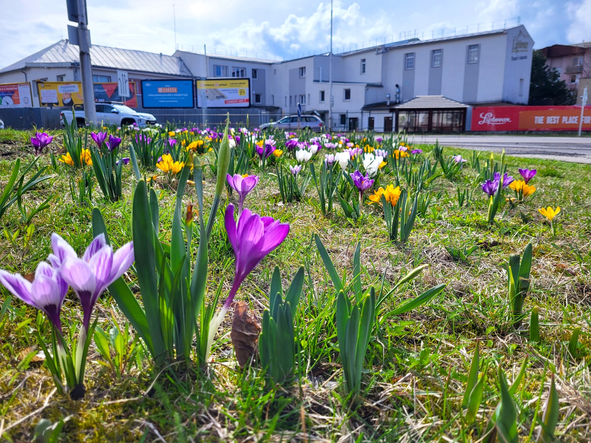 Ožívajú nové záhony krokusov, narcisov a tulipánov