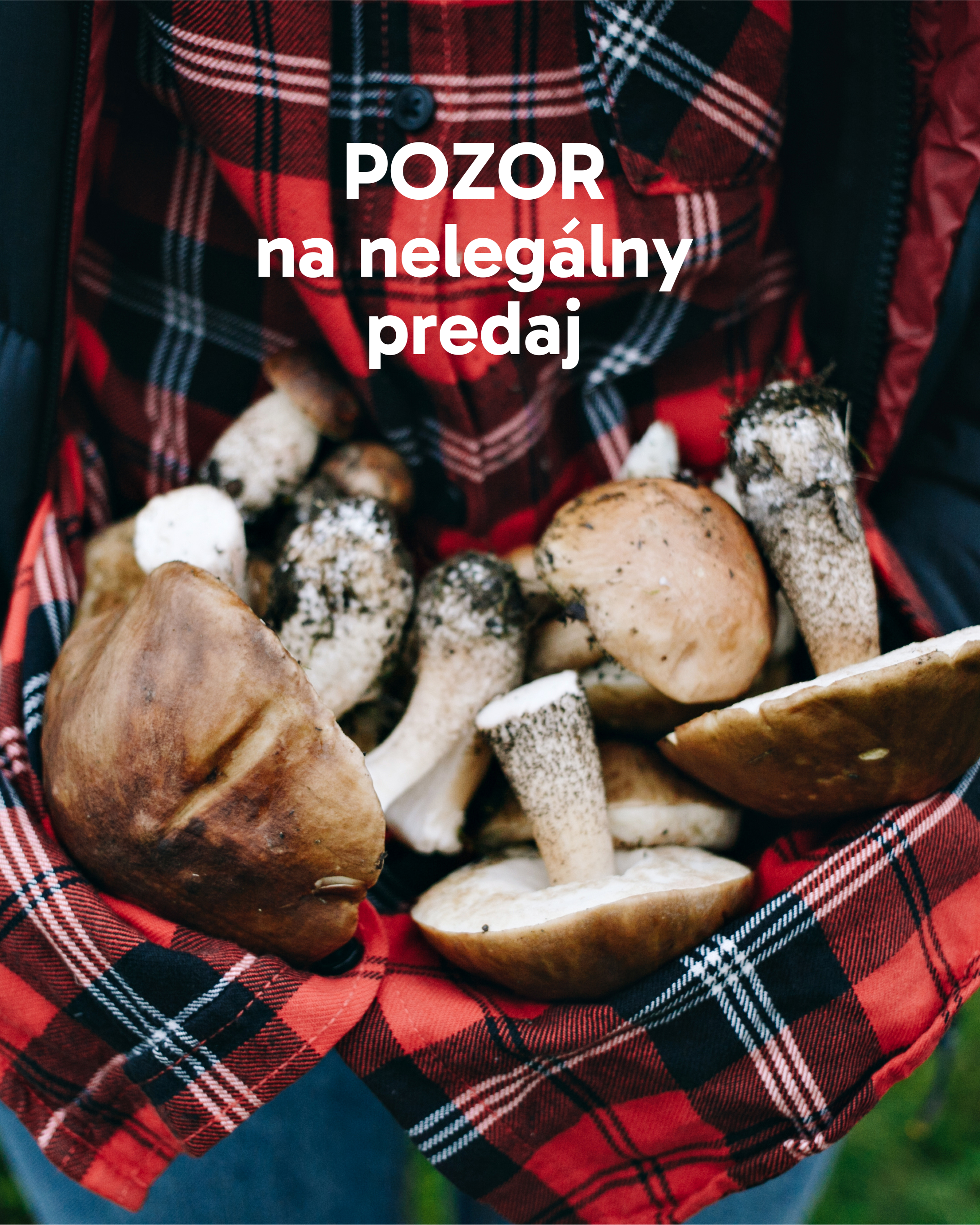 Pozor na nelegálny predaj lesných plodov
